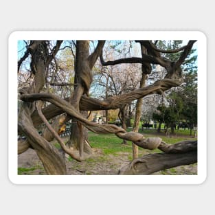 Bucharest Park Capture - Cismigiu Gardens Old Twisted Tree Sticker